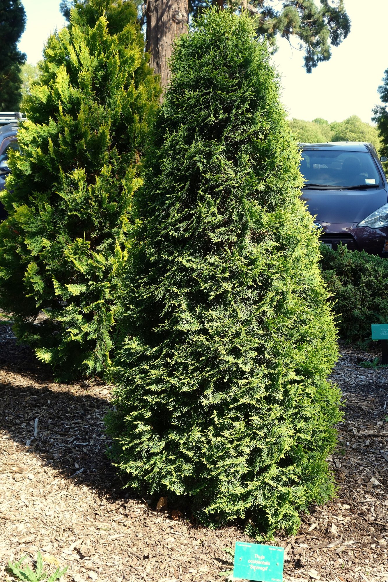 Thuja Smaragd 100–120 cm, plantată (1)