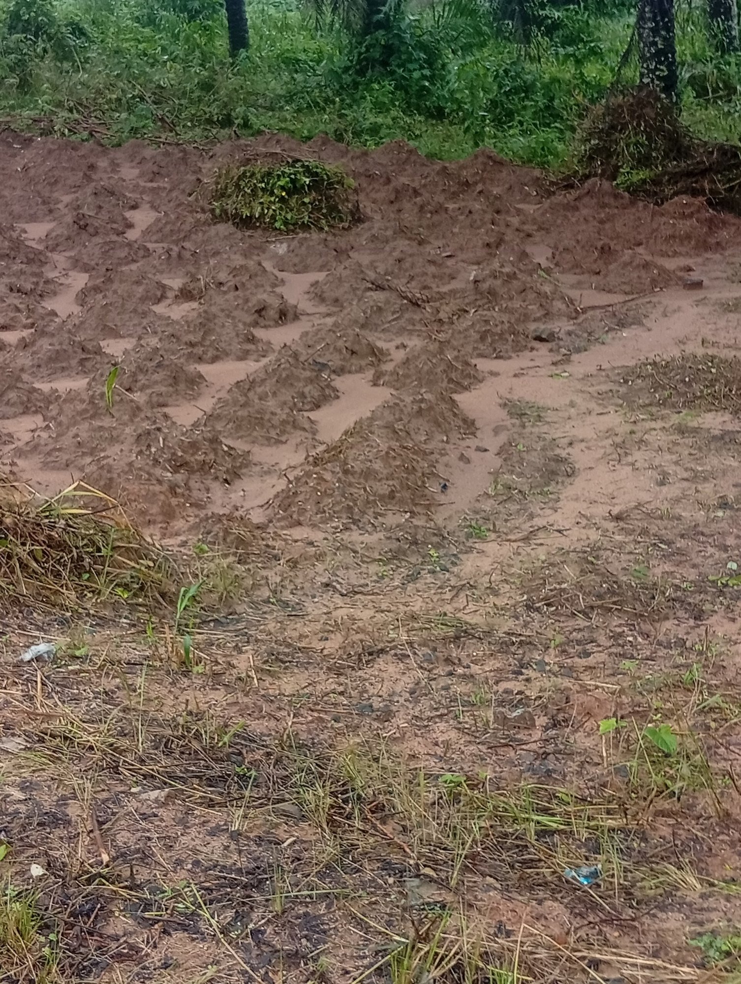 Pregătire teren: decopertare, nivelare, pământ vegetal (1)