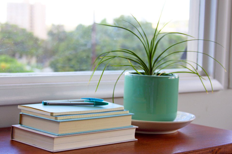 Indoor plant in a ceramic pot (1)